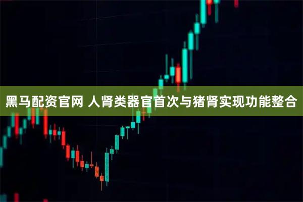 黑马配资官网 人肾类器官首次与猪肾实现功能整合